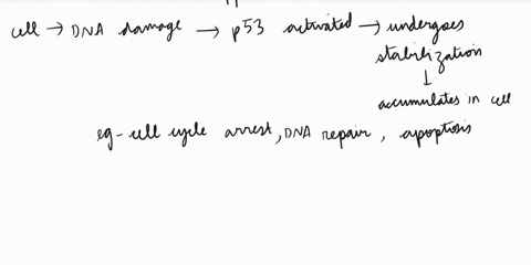 a-cell-has-been-subjected-to-x-ray-irradiation-causing-a-significant-number-of-mutations-in-the-genome-which-of-the-following-would-you-not-expect-to-occur-as-a-result-a-activation-of-the-pr-01408