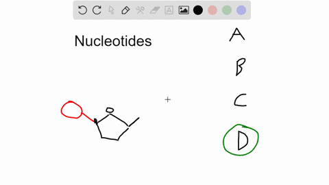 what-components-make-up-a-nucleotide-a-a-sugar-and-a-phosphate-group-only-b-a-nitrogenous-base-and-a-phosphate-group-only-c-a-nitrogenous-base-and-a-sugar-only-d-a-sugar-a-nitrogenous-base-a-30108