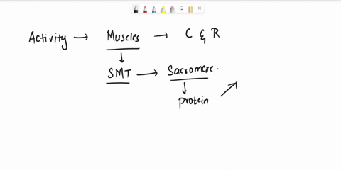 which-of-the-following-structures-shorten-during-muscle-contraction-a-sarcomeres-b-flagella-c-myosin-filaments-d-actin-filaments-68585