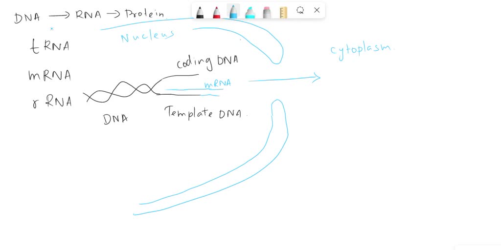 SOLVED What is the function of mRNA? What are introns and exons, and
