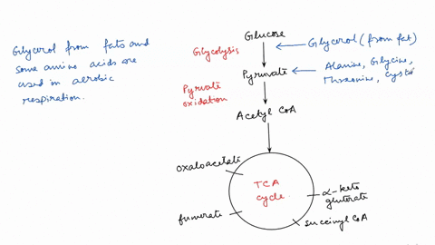 explain-how-fatty-acids-and-proteins-can-be-used-for-aerobic-respiration-15698
