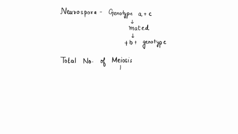 neurospora-of-genotype-ac-are-crossed-with-neurospora-of-genotype-b-here-is-shorthand-for-the-wild-t-53562