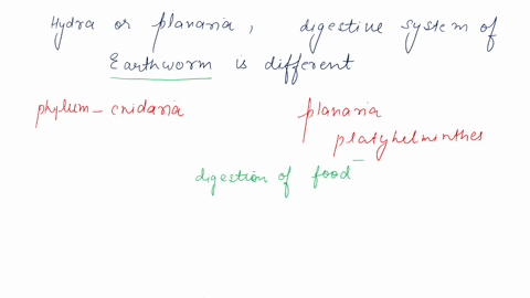 compared-to-a-hydra-or-planarian-how-is-the-diges-tive-system-of-an-earthworm-different-92202