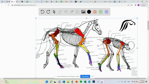 17-compare-and-contrast-the-similarities-and-differences-in-the-limbs-of-dog-horse-and-deer-insert-labelled-diagram-of-each-type-of-skeletal-structures-for-each-species-identify-bones-provid-51566