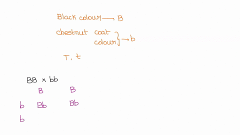 in-horses-black-coat-color-is-influenced-by-the-dominant-allele-b-and-chestnut-coat-color-by-the-recessive-allele-b-trotting-gait-is-due-to-a-dominant-gene-t-pacing-gait-to-the-recessive-all-79008