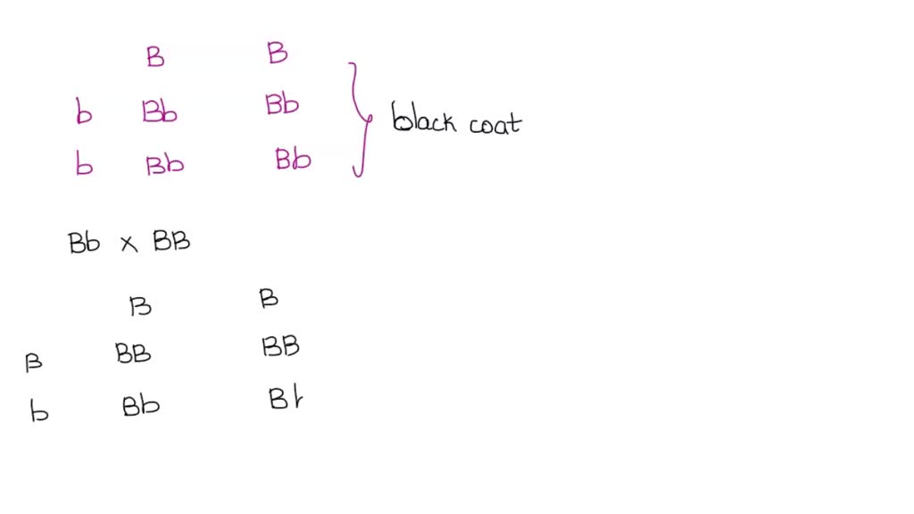 SOLVED: 8. In Horses, Black Coat Color Is Determined By A Dominant ...