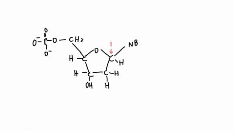 ldentify-the-carbons-by-dragging-and-dropping-the-labels-to-their-correct-positionsthe-labels-are-located-below-the-figure-nitrogenous-base-h-h-h-h-76678