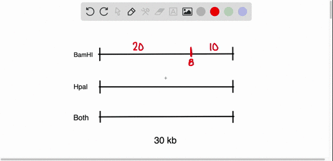 1a linear fragment of dna is cleaved with the individual...