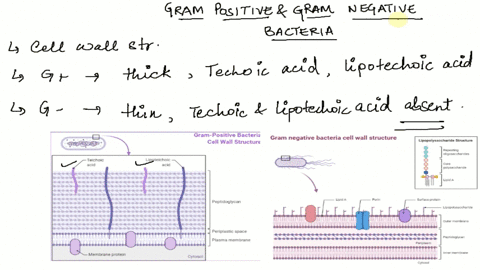 when-performing-the-stain-developed-by-hans-christian-gram-bacteria-staining-pink-at-the-final-step-of-the-procedure-reveals-a-a-cell-wall-containing-capsules-and-the-bacteria-are-neither-gr-53383