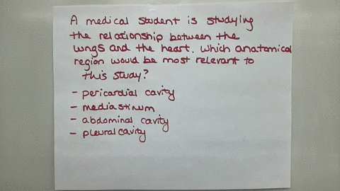 question-18-nol-yel-anewerd-marked-out-of-190-nagquestion-a-medical-student-is-studying-the-relationship-between-the-lungs-and-the-heart-which-anatomical-region-would-be-most-relevant-to-this-study-a