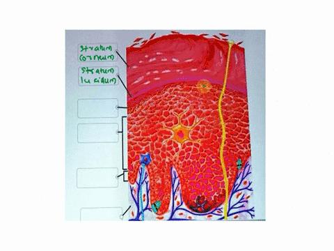 stratum-corneum-stratum-basale-dermis-stratum-snsouidn-stratum-granulosum-stratum-lucidum-70734