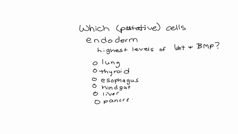 which-putative-cells-of-the-endoderm-are-specified-by-the-highest-levels-of-wnt-and-bmp