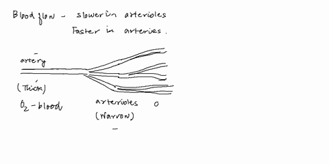 blood-flows-more-slowly-in-the-arterioles-than-in-the-artery-that-supplies-them-because-the-arteri-3-00446