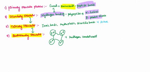 question-22-1-pts-the-following-bond-forces-are-important-in-tertiary-structure-a-disulfide-bonds-b-hydrogen-bonds-c-hydrophobic-attraction-d-all-of-these-are-important-in-tertiary-structure-61314