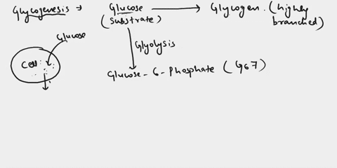 as-shown-glycogen-is-branched-homopolymer-of-glucose-what-form-of-glucose-is-used-as-the-substrate-in-glycogenesis-ll-ghceteeic-b-what-enzymes-are-required-for-glycogenesis-raarosidk-choh-38756