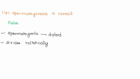 true-or-false-explain-the-false-4-the-following-sequence-in-spermatogenesis-is-correct-one-haploid-spermatogonia-undergoes-mitosis-one-primary-spermatocyte-undergoing-meiosis-i-two-secondary-31476