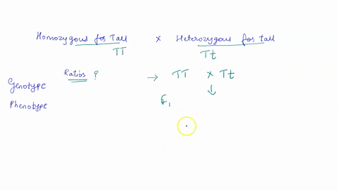 a-plant-that-is-homozygous-dominant-for-the-tall-trait-is-crossed-with-a-plant-that-is-heterozygous-for-the-tall-trait-what-are-the-expected-genotypic-and-phenotypic-ratios-of-the-offspring-87888