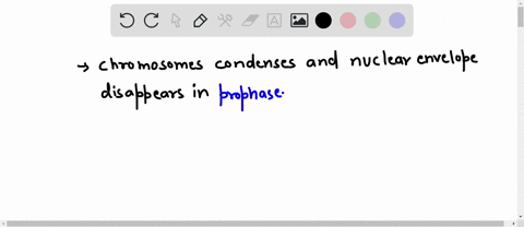 which-of-the-following-processes-takes-place-during-prophase-a-nuclear-membranes-form-around-two-sets-of-chromosomes-b-chromosomes-condense-c-chromosomes-are-copied-d-spindle-fibers-pull-the-94076