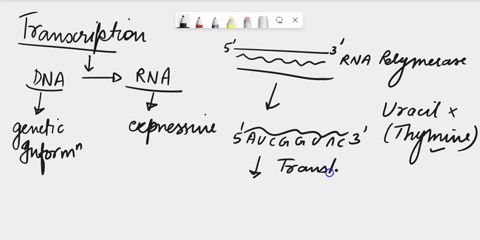 l-kanantte-questions-supnure-ctum-eple-of-eukaryotic-dna-you-dvadle-the-aulnple-into-yp4nir-tracion-inuree-perlot-experiment-onceunnectnon-complele-yo-afalyze-the-base-compaillon-of-ikna-jol-21143