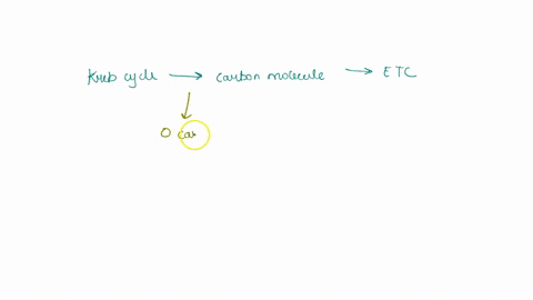 by-the-end-of-the-krebs-cycle-how-many-carbons-move-into-the-electron-transport-chain-from-the-original-glucose-molecule-0-2-3-4-79983