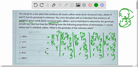 you-are-given-pea-plant-that-produces-all-round-yellow-seeds-both-dominant-traits-alleles-r-and-y-but-its-genotype-is-unknown-you-cross-this-plant-with-an-individual-that-produces-all-wrinkl-24129