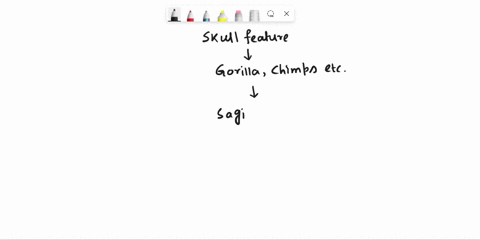 1-this-skull-feature-is-found-on-gorillas-chimps-and-even-in-some-robust-species-of-hominins-it-helps-to-anchor-temporalischewing-muscles-careful-with-spelling-two-words-answer-_________-___-28805