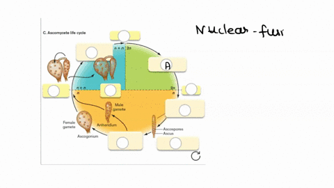 the-life-cycle-of-an-ascomycete-alternates-between-the-diploid-and-haploid-forms-in-the-diagram-label-the-stages-of-ascomycete-reproduction-as-they-occur-nuclear-fusion-ascomycete-iile-cyde-20312