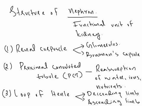 explain-the-structure-of-the-nephron-being-sure-to-describe-the-function-of-each-segment-describe-how-the-nephron-filters-the-blood-to-remove-nitrogenous-wastes-which-path-do-blood-cells-fol-85646
