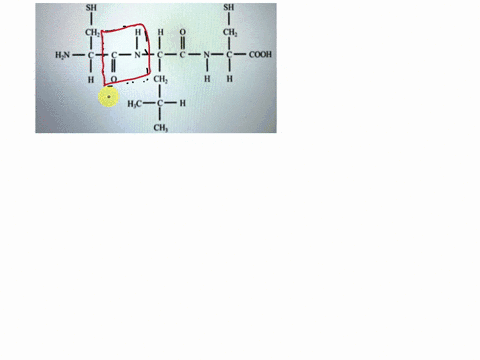 in-the-image-below-draw-an-arrow-pointing-to-all-of-the-peptide-bonds-then-label-each-of-the-amino-acids-present-sh-sh-ch-hn-cooh-hcw-ch-38463