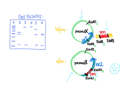 a-geneticist-uses-a-plasmid-for-cloning-that-has-the-lacz-gene-and-a-gene-that-confers-resistance-to-penicillin-the-geneticist-inserts-a-piece-of-foreign-dna-into-a-restriction-site-that-is-95158