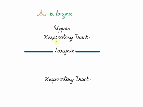 the-___________-separates-the-upper-and-lower-respiratory-tract-a-bronchi-b-larynx-c-epiglottis-d-pa-58693