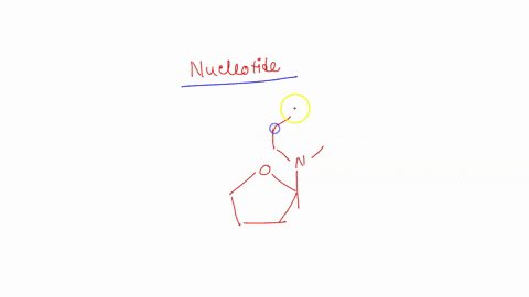 question-11-2-points-the-combination-of-monosaccharide-ilke-ribose-or-deoxyribose-base-iike-purine-pyrimidine-and-phosphate-unit-is-called-nucleoside-polysaccharide-polyamide-nucleotide-ques-84854