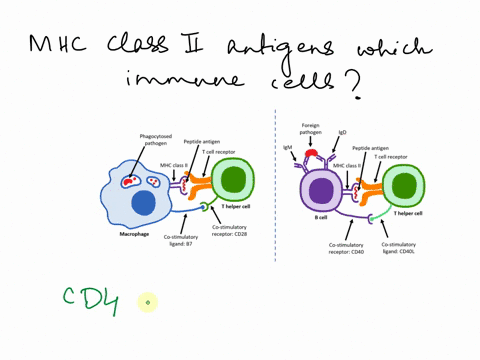 mhc-class-ii-antigens-are-targeted-by-which-of-the-following-immune-cells-neutrophils-cd4-helper-t-cells-cd8-cytotoxic-t-cells-mast-cells-eosinophils-97665