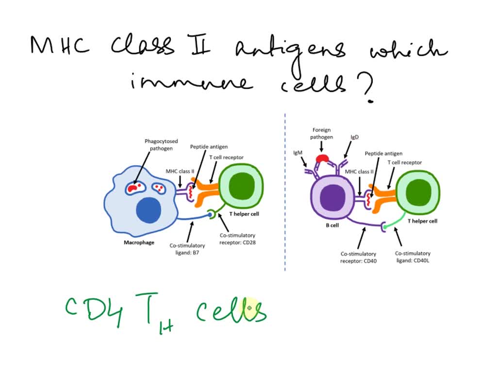 SOLVED: Which of the following are T cells of the immune system? plasma ...