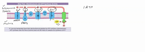 electrons-from-nadh-pump-more-protons-as-a-consequence-of-reaction-with-oxygen-than-do-the-electrons-from-fadh2-calculate-the-energy-released-by-the-reduction-of-o2-with-fadh2-57975