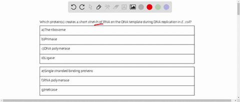 which-proteins-creates-a-short-stretch-of-rna-on-the-dna-template-during-dna-replication-in-e-coli-athe-ribosome-bprimase-cdna-polymerase-dligase-esingle-stranded-binding-proteins-frna-polym-28275
