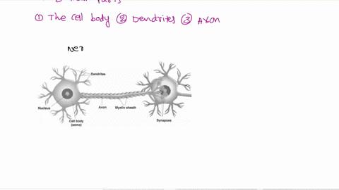 which-part-of-neuron-sends-messages-to-other-neurons-axon-or-axon-terminals-32673
