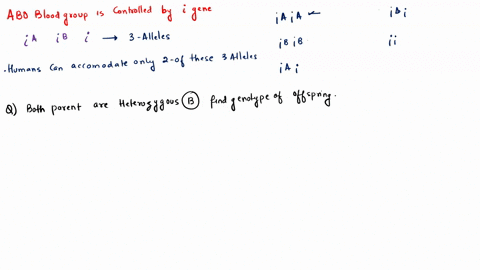 what-are-the-possible-blood-types-of-a-child-whose-parents-are-both-heterozygous-for-b-blood-type-a-show-a-cross-for-possible-offspring-b-what-is-the-chance-of-having-a-blood-type-b-child-an-92263
