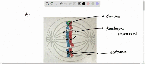 draw-it-the-diagram-shows-a-cell-in-meiosis-a-label-the-appropriate-structures-with-these-terms-ch-2-05554
