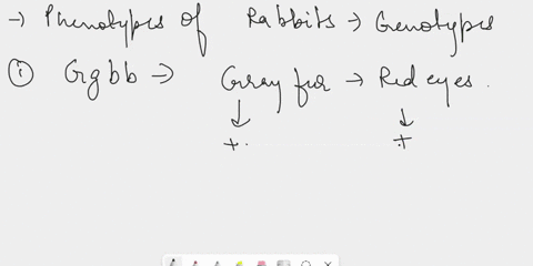 the-following-problems-deal-with-two-traits-the-16-square-punnett-square-in-rabbits-rey-hair-is-dominant-white-halr-also-in-rabbits-black-eyes-are-dominant-t0-ted-eyes-key-hat-bb-uactcycs-ei-05476
