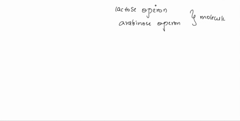 which-molecule-regulates-both-the-lac-operon-and-the-ara-operon-65413