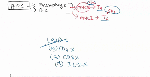 which-of-the-following-is-an-antigen-presenting-cell-found-in-the-skin-antige-a-dendritic-cell-b-cd4-c-cd8-d-il-2-what-is-a-consequence-of-plasma-membrane-damage-to-the-mitochondria-a-reduct-02817