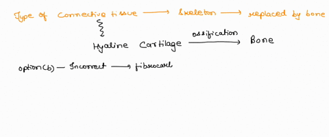 c-elastic-cartilage-d-dense-irregular-elastic-tissue-e-dense-regular-collagenous-tissue-tissue-forms-most-of-the-skeleton-before-replaced-by-bone-38-what-type-of-connective-a-hyaline-cartila-29482