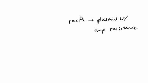 most-bacteria-which-are-used-in-molecular-biology-are-ampicillin-sensitive-and-reca-plasmid-usually-carry-an-ampicillin-resistance-gene-to-allow-for-selection-of-bacteria-which-absorb-them-d-02286