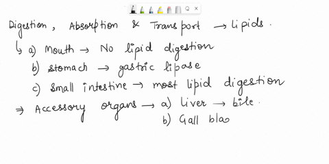 you-just-ate-2-slices-of-cheese-pizza-for-lunchdescribe-how-the-lipids-are-digested-absorbedand-transported-to-your-bodys-cells-be-sure-to-include-all-digestive-tracts-3-pts-accessory-digest-53217