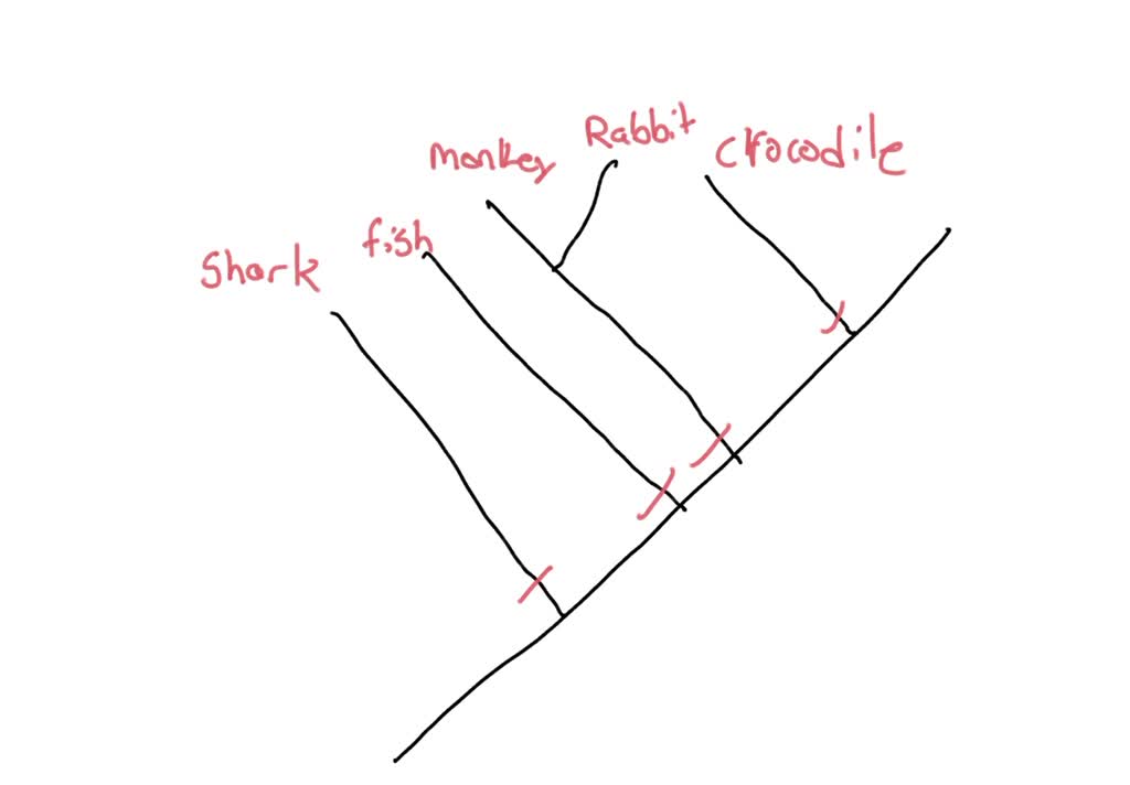 SOLVED: show a cladogram that reveals the blue whale species and how