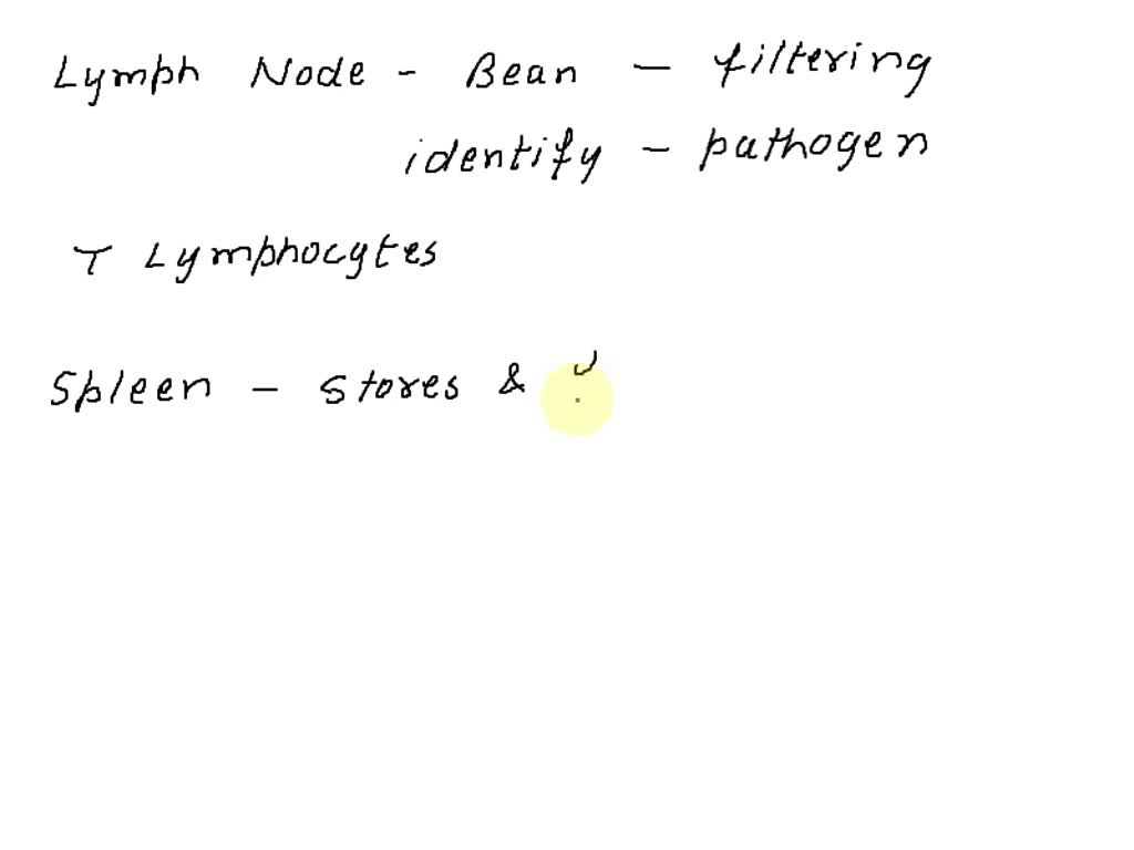 SOLVED The Iymph nodes are responsible for the filtration of the while