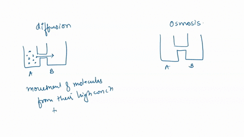 osmosis-and-diffusion-worksheel-name-what-did-you-observe-in-the-experiment-why-did-it-happen-what-influences-the-rate-of-diffusion-explain-if-a-1090-sucrose-cell-_-model-is-placed-into-a-20-42718