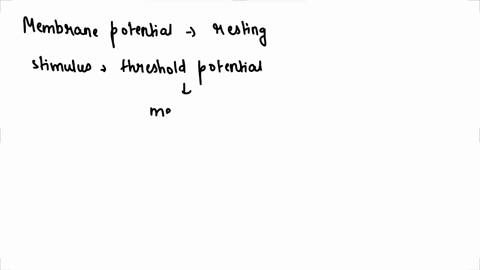 after-the-threshold-potential-the-membrane-potential-enters-the-hyperpolarization-phase-enters-the-repolarization-phase-enters-the-depolarization-phase-returns-to-the-resting-potential-none-42768