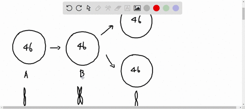2-match-the-stage-of-mitosis-a-b-or-c-with-the-correct-number-of-chromosomes-in-each-cell-at-that-stage